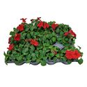 Bild von Impatiens P9 Red